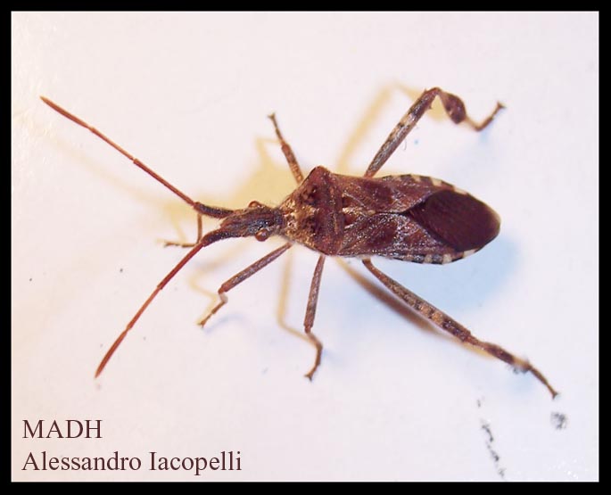 Uno sconosciuto .... a casa (Leptoglossus occidentalis)